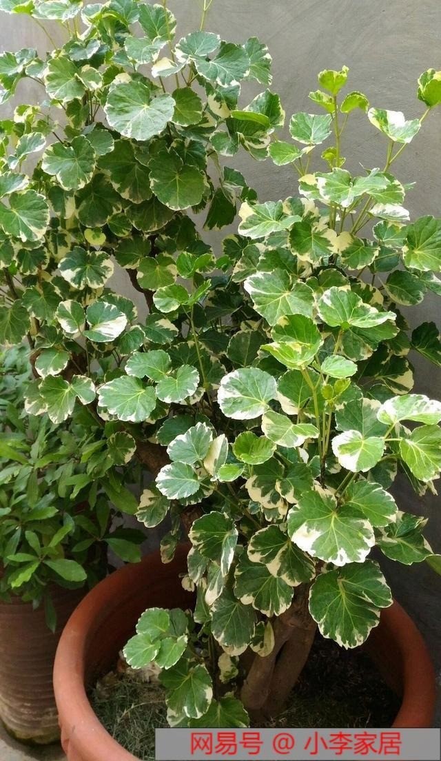Phòng khách đừng để trống, rước 7 loại cây này về trồng thì đại cát đại lợi, làm ăn lên như diều gặp gió 7 Phòng khách đừng để trống, rước 7 loại cây này về trồng thì đại cát đại lợi, làm ăn lên như diều gặp gió 7