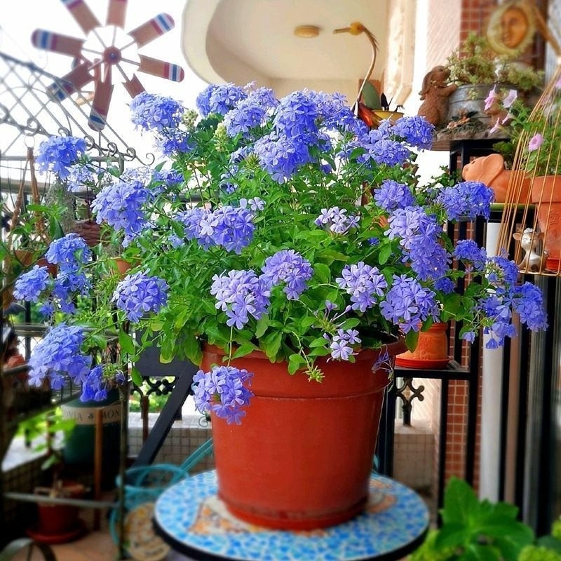 Hè về, trồng ngay 5 loại hoa ưa nắng, chịu nóng đẹp tuyệt dưới đây, loại thứ 2 vứt cành ra đất một tháng sau đã thấy cả vườn hoa 1 Hè về, trồng ngay 5 loại hoa ưa nắng, chịu nóng đẹp tuyệt dưới đây, loại thứ 2 vứt cành ra đất một tháng sau đã thấy cả vườn hoa 1