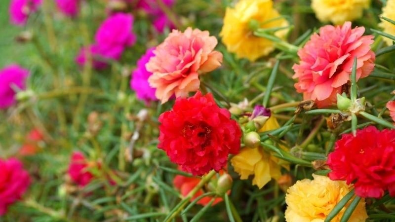 Hè về, trồng ngay 5 loại hoa ưa nắng, chịu nóng đẹp tuyệt dưới đây, loại thứ 2 vứt cành ra đất một tháng sau đã thấy cả vườn hoa 2 Hè về, trồng ngay 5 loại hoa ưa nắng, chịu nóng đẹp tuyệt dưới đây, loại thứ 2 vứt cành ra đất một tháng sau đã thấy cả vườn hoa 2