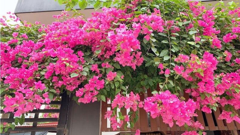 Hè về, trồng ngay 5 loại hoa ưa nắng, chịu nóng đẹp tuyệt dưới đây, loại thứ 2 vứt cành ra đất một tháng sau đã thấy cả vườn hoa 3 Hè về, trồng ngay 5 loại hoa ưa nắng, chịu nóng đẹp tuyệt dưới đây, loại thứ 2 vứt cành ra đất một tháng sau đã thấy cả vườn hoa 3