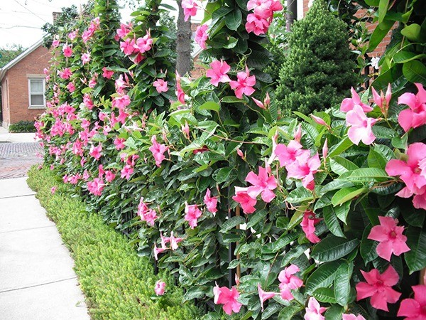 Hè về, trồng ngay 5 loại hoa ưa nắng, chịu nóng đẹp tuyệt dưới đây, loại thứ 2 vứt cành ra đất một tháng sau đã thấy cả vườn hoa 4 Hè về, trồng ngay 5 loại hoa ưa nắng, chịu nóng đẹp tuyệt dưới đây, loại thứ 2 vứt cành ra đất một tháng sau đã thấy cả vườn hoa 4