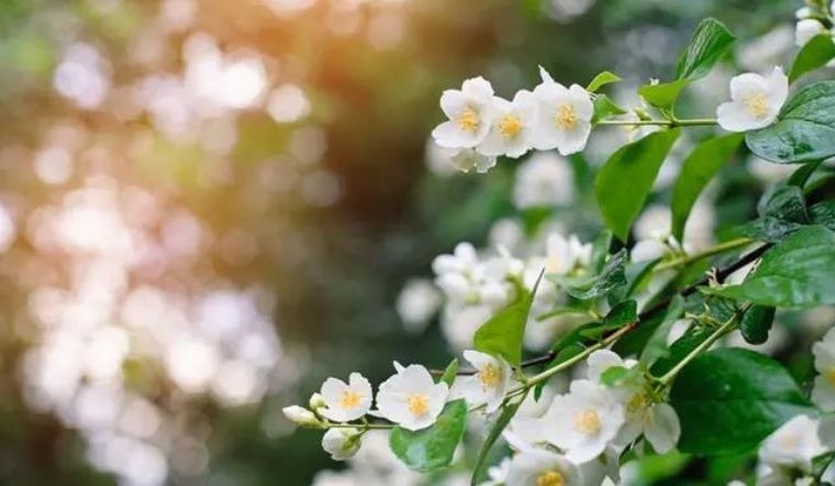 Hè về, trồng ngay 5 loại hoa ưa nắng, chịu nóng đẹp tuyệt dưới đây, loại thứ 2 vứt cành ra đất một tháng sau đã thấy cả vườn hoa 5 Hè về, trồng ngay 5 loại hoa ưa nắng, chịu nóng đẹp tuyệt dưới đây, loại thứ 2 vứt cành ra đất một tháng sau đã thấy cả vườn hoa 5