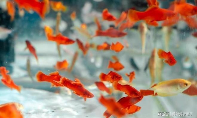 'Vào cửa mà có 3 thứ này, càng về già càng giàu': Những vật cát tường được người xưa yêu thích 3 'Vào cửa mà có 3 thứ này, càng về già càng giàu': Những vật cát tường được người xưa yêu thích 3