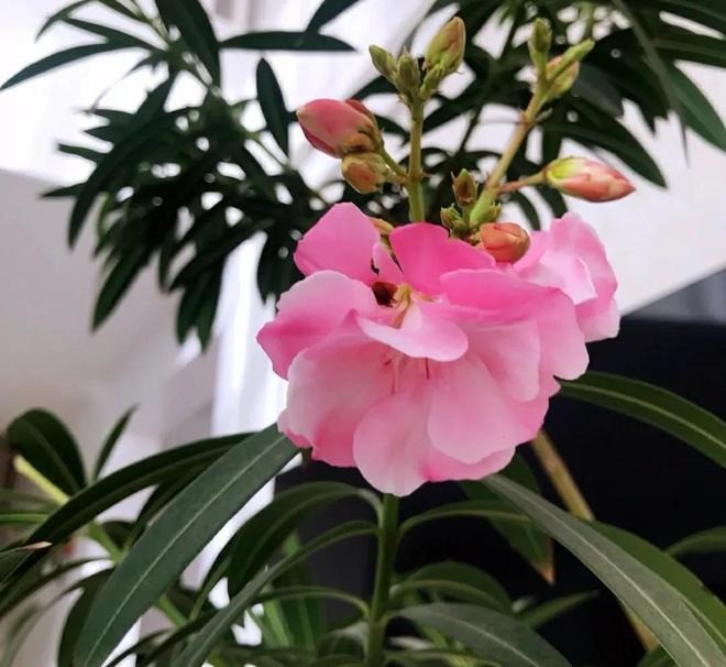 Hoa trúc đào có độc, không hợp trồng ban công. Ảnh minh họa: Internet