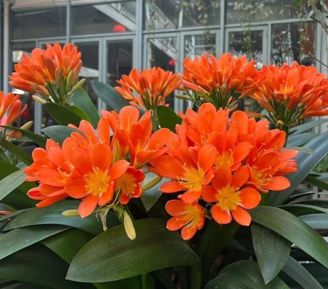 Lan quân tử cũng có chất gây hại, không hợp trồng ở ban công gia đình. Ảnh minh họa: Internet