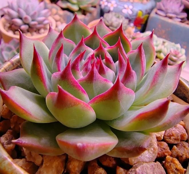 Cây mọng nước có rễ nông, khó chăm sóc, không nên trồng ở ban công. Ảnh minh họa: Internet