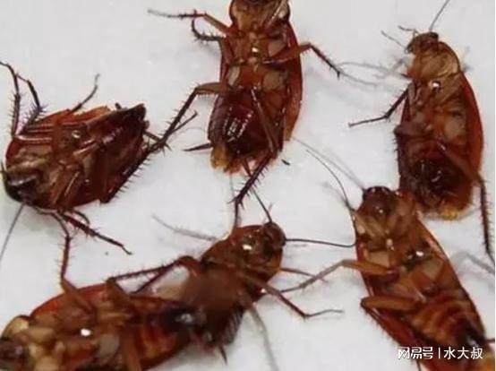 Muối cũng có thể chế thành thuốc diệt gián. Ảnh minh họa: Internet