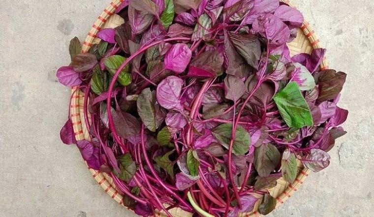 Rau dền đỏ là siêu thực phẩm vì chứa rất nhiều khoáng chất tốt cho sức khỏe, trong đó có canxi. Ảnh minh họa: Internet