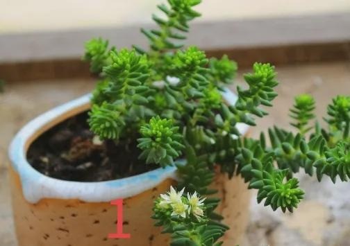 Cây số 1 Cây số 1