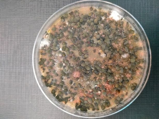 Bạn có thể lau cả phòng tắm nhưng thường bỏ qua lỗ thông hơi. Ảnh minh họa: Internet