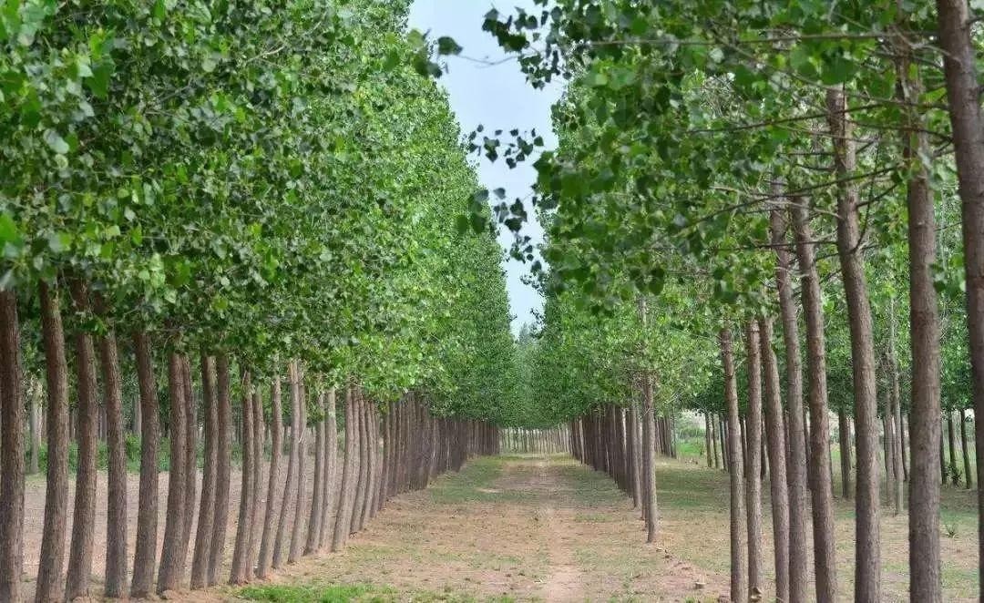 7 loại cây không nên trồng trong sân vườn theo quan niệm phong thủy xưa - Ảnh 5 7 loại cây không nên trồng trong sân vườn theo quan niệm phong thủy xưa - Ảnh 5