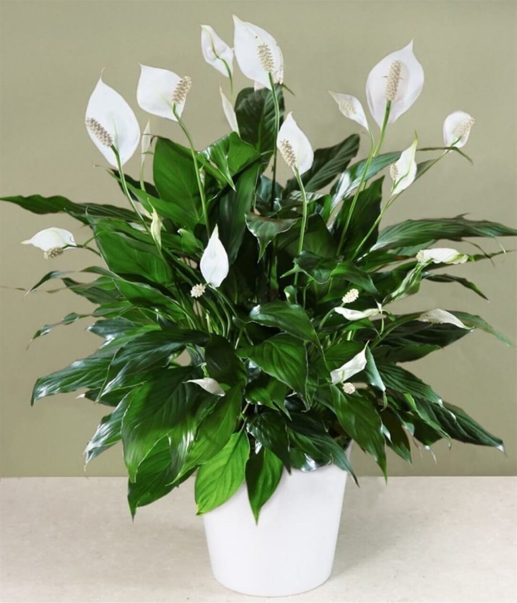 5 loại cây cảnh quen thuộc, tuyệt đẹp nhưng cần tránh xa tầm tay trẻ em - Ảnh 2 5 loại cây cảnh quen thuộc, tuyệt đẹp nhưng cần tránh xa tầm tay trẻ em - Ảnh 2