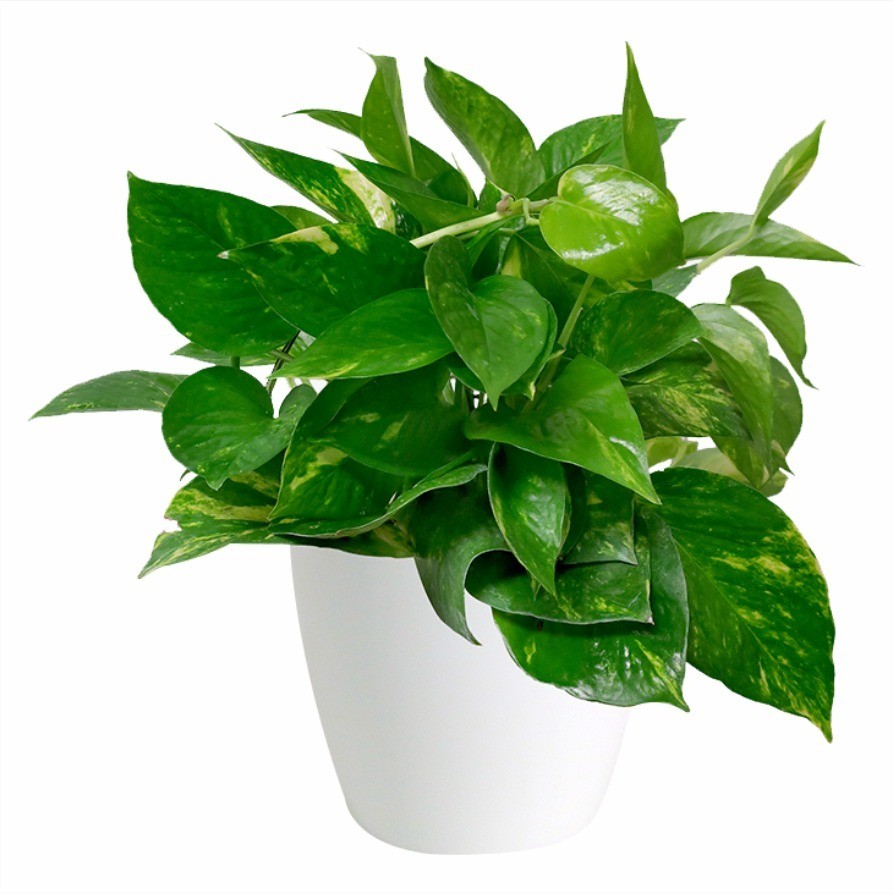 5 loại cây cảnh quen thuộc, tuyệt đẹp nhưng cần tránh xa tầm tay trẻ em - Ảnh 3 5 loại cây cảnh quen thuộc, tuyệt đẹp nhưng cần tránh xa tầm tay trẻ em - Ảnh 3
