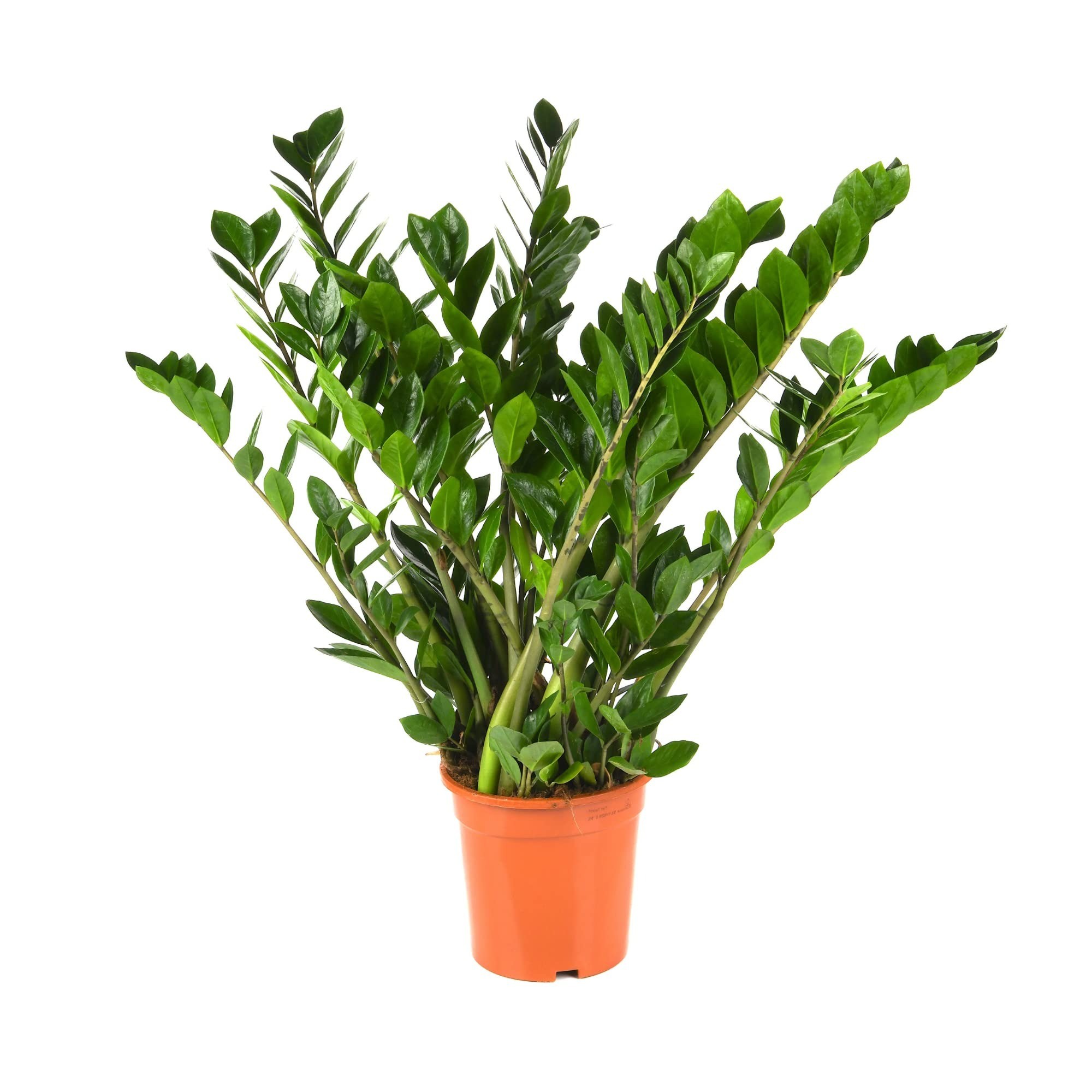 5 loại cây cảnh quen thuộc, tuyệt đẹp nhưng cần tránh xa tầm tay trẻ em - Ảnh 4 5 loại cây cảnh quen thuộc, tuyệt đẹp nhưng cần tránh xa tầm tay trẻ em - Ảnh 4