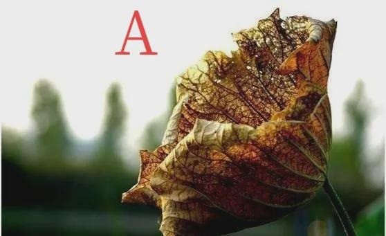 Trắc nghiệm tâm lý: Chọn bông hoa sắp tàn để biết bao lâu nữa bạn thoát nghèo - Ảnh 1 Trắc nghiệm tâm lý: Chọn bông hoa sắp tàn để biết bao lâu nữa bạn thoát nghèo - Ảnh 1