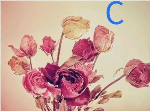 Trắc nghiệm tâm lý: Chọn bông hoa sắp tàn để biết bao lâu nữa bạn thoát nghèo - Ảnh 3 Trắc nghiệm tâm lý: Chọn bông hoa sắp tàn để biết bao lâu nữa bạn thoát nghèo - Ảnh 3