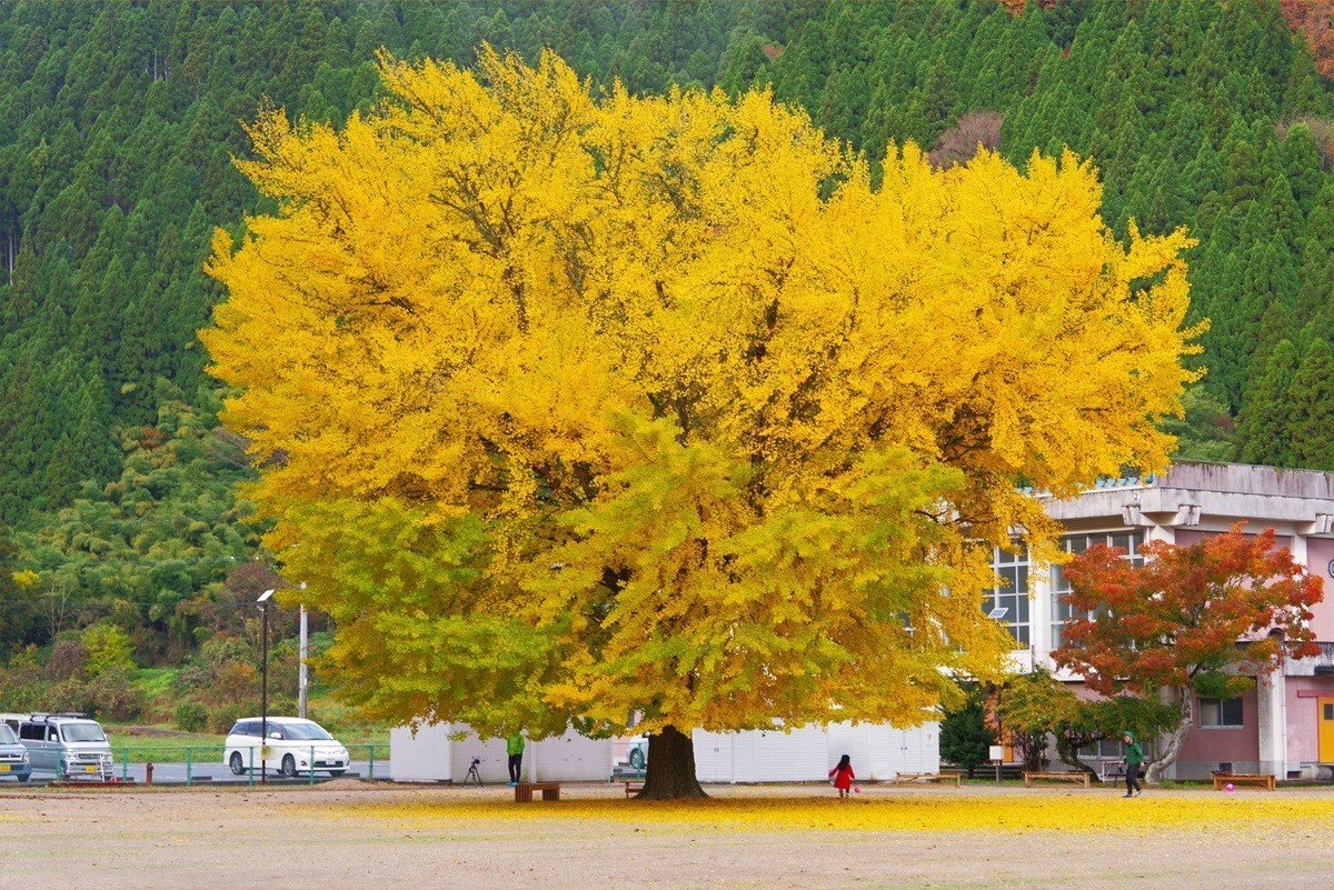 Ngoài tác dụng làm cảnh, hạt cây bạch quả còn có nhiều giá trị dinh dưỡng và có thể trị bệnh. Ảnh minh họa: Internet