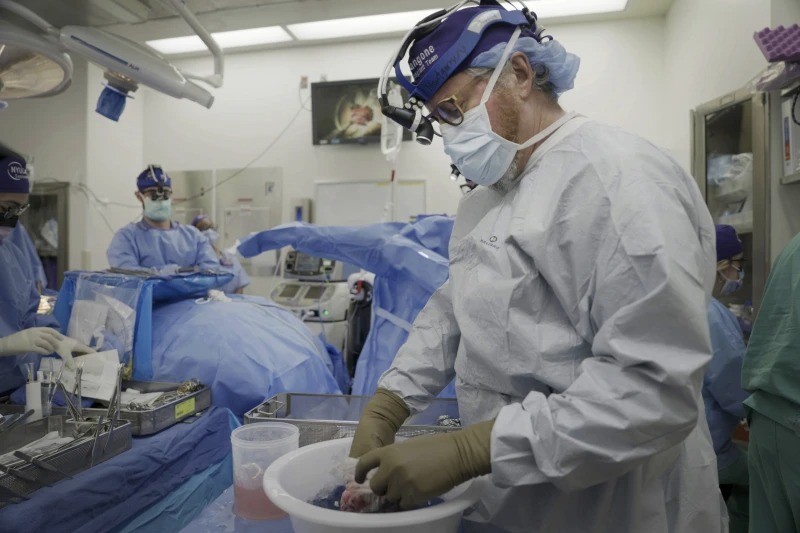 Tiến sĩ Robert Montgomery, giám đốc viện cấy ghép của NYU Langone, chuẩn bị một quả thận lợn để cấy ghép cho một người đàn ông chết não ở New York vào ngày 14/7/2023. Ảnh: AP Tiến sĩ Robert Montgomery, giám đốc viện cấy ghép của NYU Langone, chuẩn bị một quả thận lợn để cấy ghép cho một người đàn ông chết não ở New York vào ngày 14/7/2023. Ảnh: AP