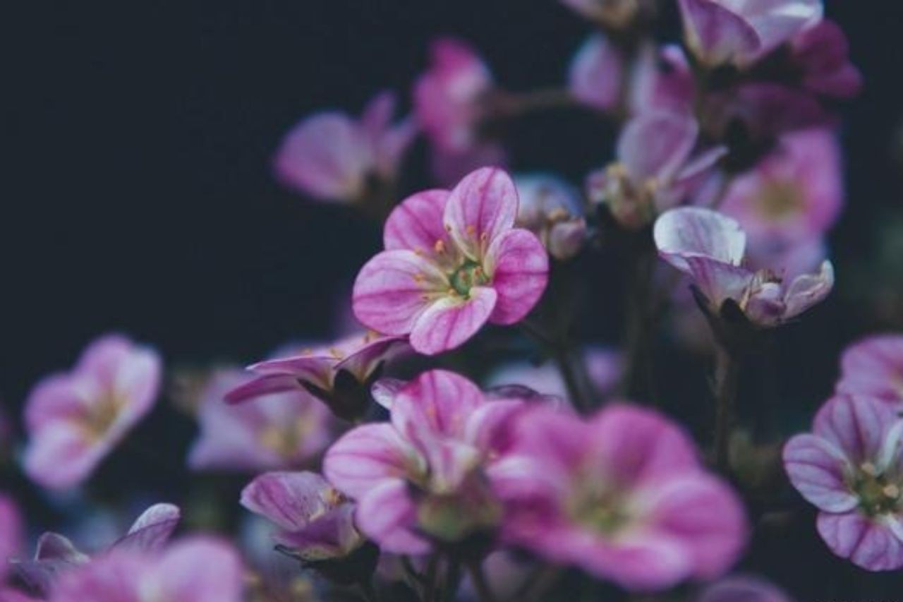 Tuổi Tý, tuổi Sửu, tuổi Mão, tuổi Tuất là 4 con giáp đón vận may đầu tháng 9. Ảnh minh họa: Internet Tuổi Tý, tuổi Sửu, tuổi Mão, tuổi Tuất là 4 con giáp đón vận may đầu tháng 9. Ảnh minh họa: Internet