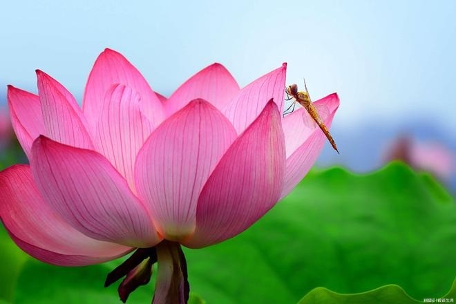 Tuổi Sửu, tuổi Tỵ, tuổi Hợi là 3 con giáp may mắn kể từ ngày 4-30/9. Ảnh minh họa: Internet