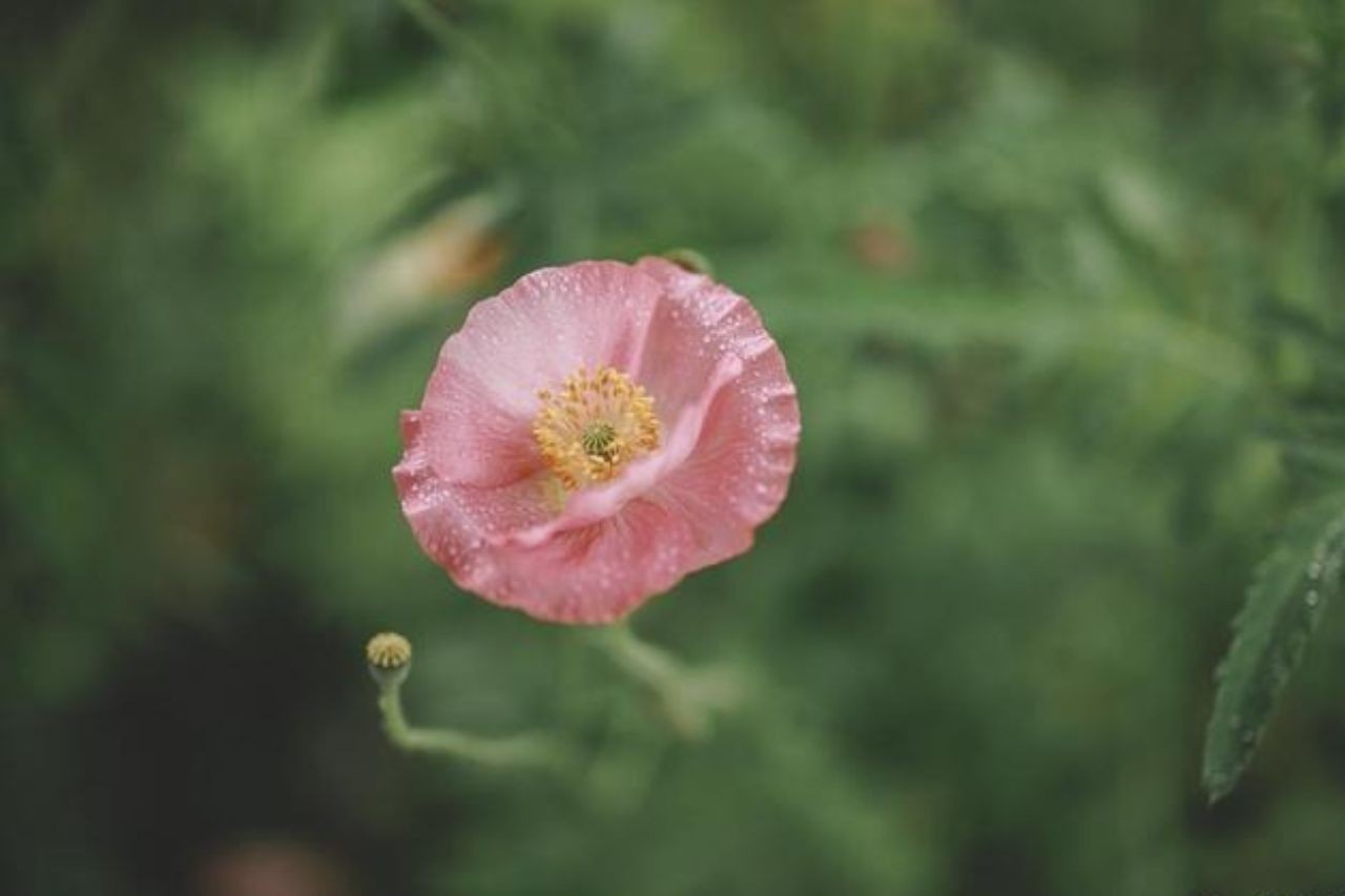 Tuổi Dần, tuổi Mão, tuổi Thìn là 3 con giáp may mắn sau ngày 8/9. Ảnh minh họa: Internet