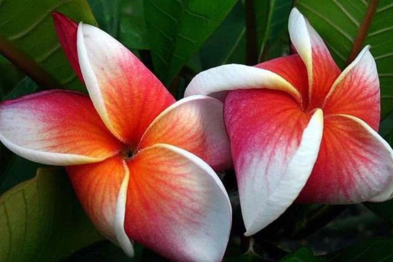 Tuổi Tý, tuổi Dần, tuổi Thân là 3 con giáp được thần May mắn điểm tên trong tháng 8-9 Âm lịch. Ảnh minh họa: Internet