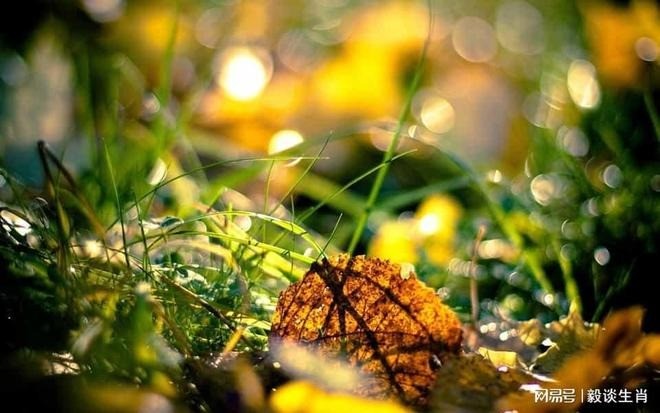 Tuổi Dậu, tuổi Thìn, tuổi Tuất là những con giáp được hưởng sự may mắn từ nay đến 7/10. Ảnh minh họa: Internet