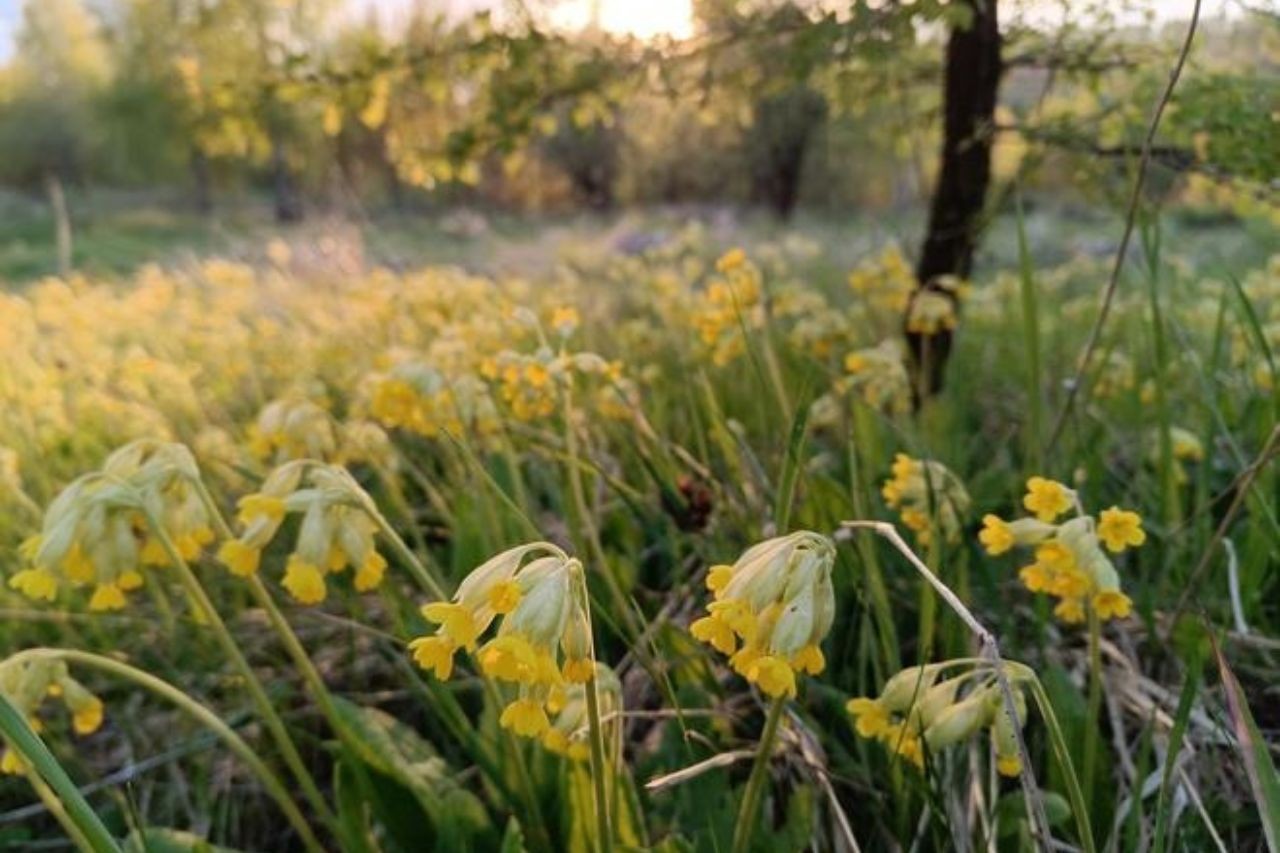 Tuổi Thìn, tuổi Ngọ, tuổi Mão là 3 con giáp may mắn khi sang tháng 10. Ảnh minh họa: Internet