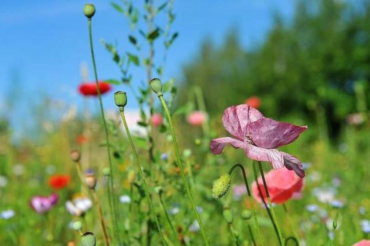 Tuổi Tỵ, tuổi Thân, tuổi Tuất là 3 con giáp gặp may mắn trong ngày Trung thu sắp tới. Ảnh minh họa: Internet