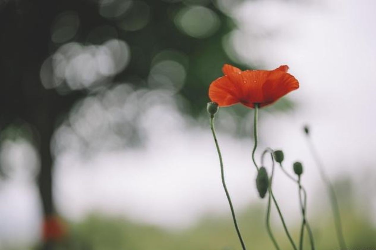 Tuổi Tý, tuổi Ngọ, tuổi Hợi là 3 con giáp may mắn trong khoảng thời gian từ 1-15/10. Ảnh minh họa: Internet