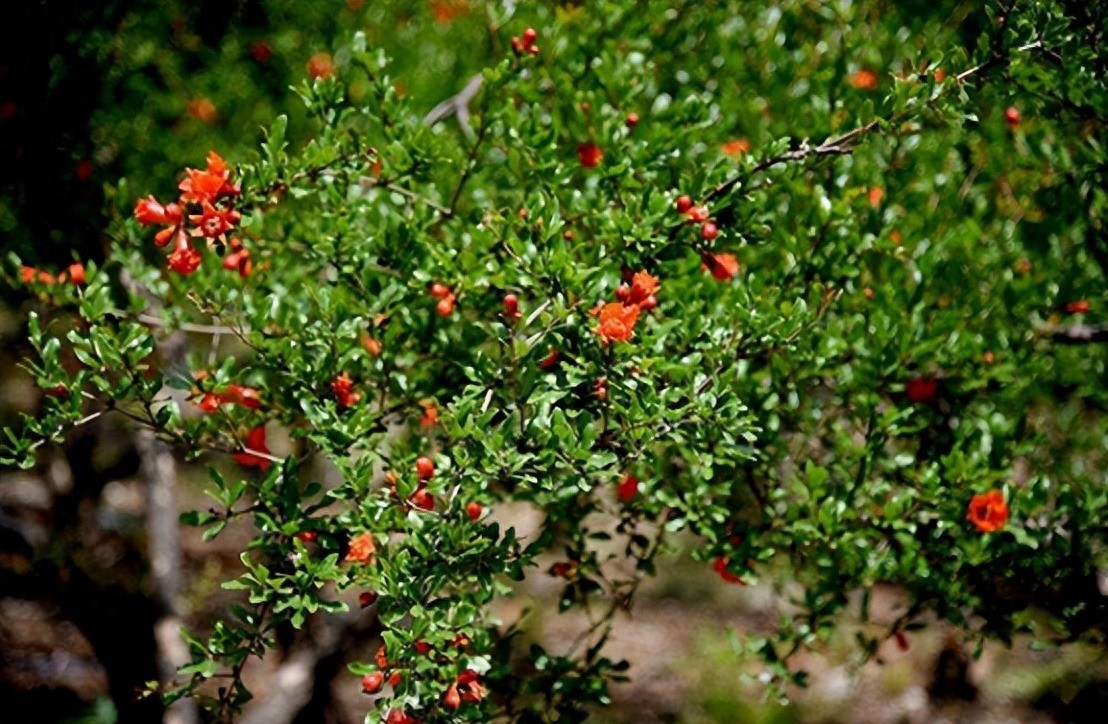 Cây lựu gần lăng Tần Thủy Hoàng bị nhiễm thủy ngân nặng. Ảnh minh họa: Internet