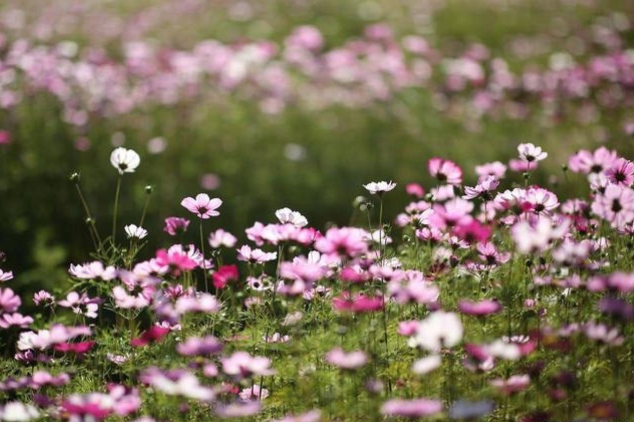 Tuổi Dần, tuổi Dậu, tuổi Ngọ là 3 con giáp được Thần may mắn gọi tên trong khoảng thời gian tới. Ảnh minh họa: Internet