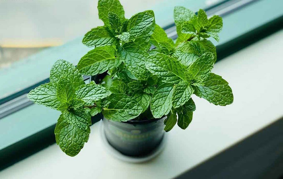 6 loại cây cảnh vi trùng sợ nhất, trồng trong nhà bớt lo ốm vặt - Ảnh 4 6 loại cây cảnh vi trùng sợ nhất, trồng trong nhà bớt lo ốm vặt - Ảnh 4