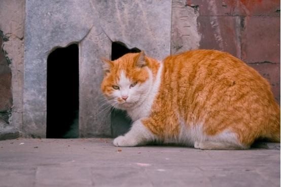 Mèo là loài vật yêu thích của hoàng đế Gia Tĩnh thời bấy giờ nên không thể trở thành yêu quái trong Tây Du Ký. Ảnh minh họa: Internet Mèo là loài vật yêu thích của hoàng đế Gia Tĩnh thời bấy giờ nên không thể trở thành yêu quái trong Tây Du Ký. Ảnh minh họa: Internet