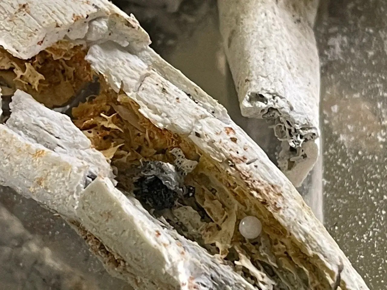 Xá lợi của đại sư. Ảnh: Internet