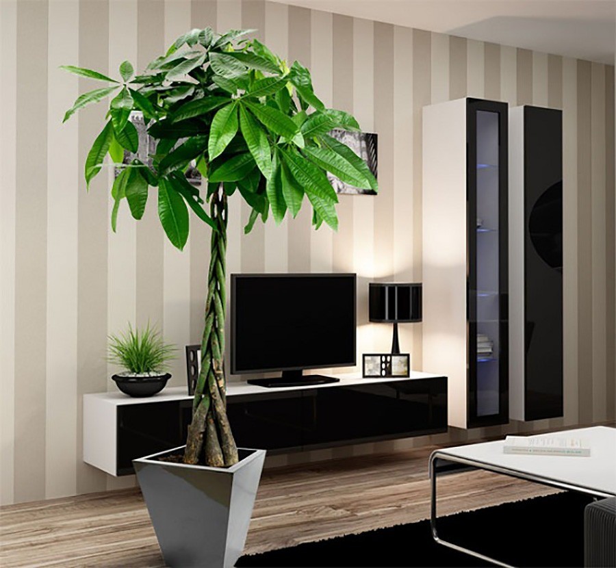 Đặt những cây như kim ngân, kim tiền... ở vị trí tài chính trong phòng khách sẽ giúp thu hút tài lộc. Ảnh minh họa: Internet Đặt những cây như kim ngân, kim tiền... ở vị trí tài chính trong phòng khách sẽ giúp thu hút tài lộc. Ảnh minh họa: Internet