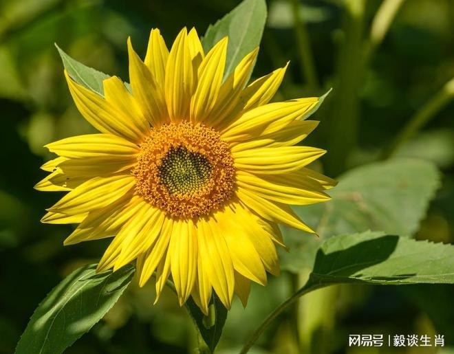 Tuổi Thìn, tuổi Tỵ, tuổi Ngọ là 3 con giáp được quý nhân che chở trong khoảng thời gian tới. Ảnh minh họa: Internet