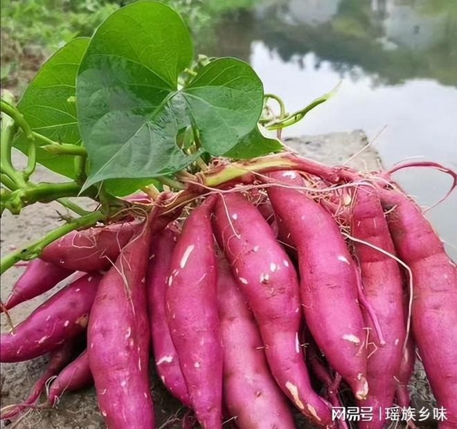 Khoai lang rất giàu dinh dưỡng, giá thành rẻ nên được nhiều người ưa chuộng. Ảnh minh họa: Internet Khoai lang rất giàu dinh dưỡng, giá thành rẻ nên được nhiều người ưa chuộng. Ảnh minh họa: Internet