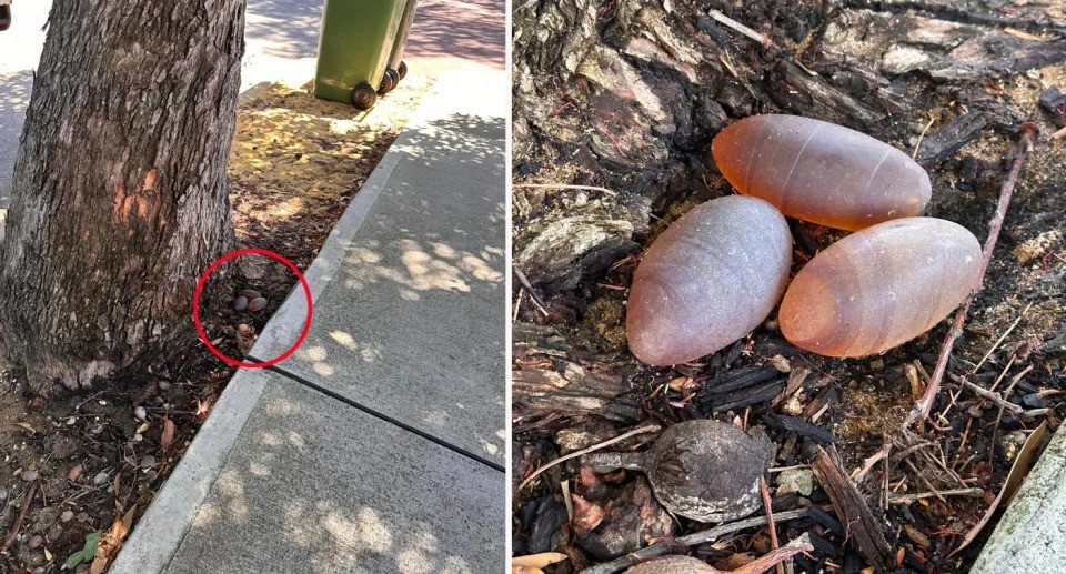 Vật thể lạ khiến người phụ nữ hoảng hốt, phải đem lên Facebook hỏi xem đó là gì. Ảnh: Yahoo News