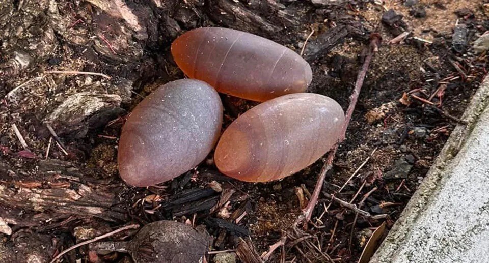 Chuyên gia xác nhận đây là trứng rắn không được thụ tinh. Tuy nhiên là trứng của loài rắn nào thì chưa rõ. Ảnh: Yahoo News