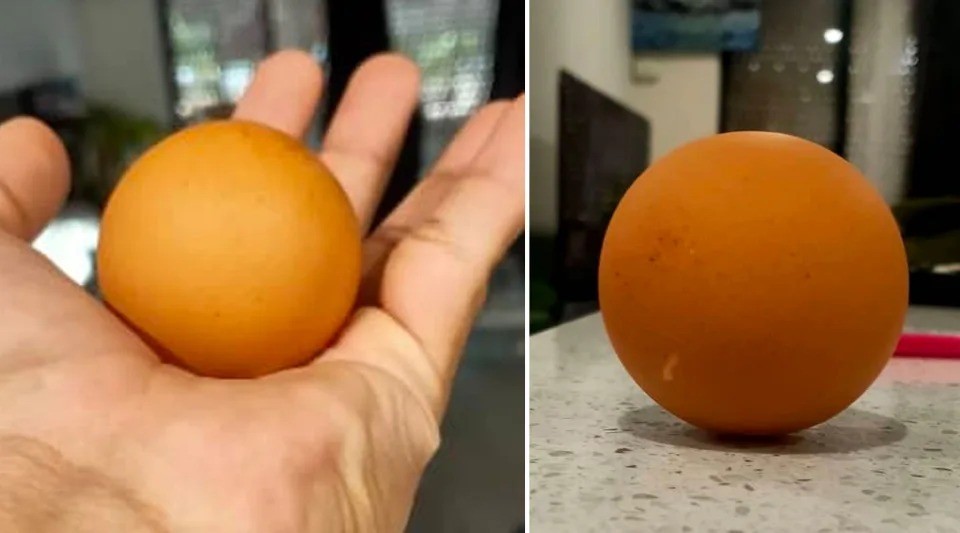 Quả trứng hình cầu được rao bán với giá 800 USD trên mạng. Ảnh: Yahoo News