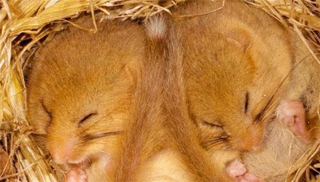 Loài vật được mệnh danh 'thần ngủ', mỗi năm dành hẳn 9 tháng 'ngủ say như chết' - Ảnh 3 Loài vật được mệnh danh 'thần ngủ', mỗi năm dành hẳn 9 tháng 'ngủ say như chết' - Ảnh 3