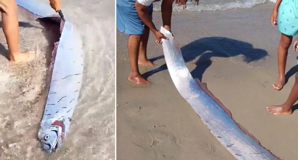 Việc nhìn thấy cá mái chèo khổng lồ dạt vào bờ là điều 'bất thường' vì chúng được biết là sống sâu dưới đại dương. Nguồn: Jam Press