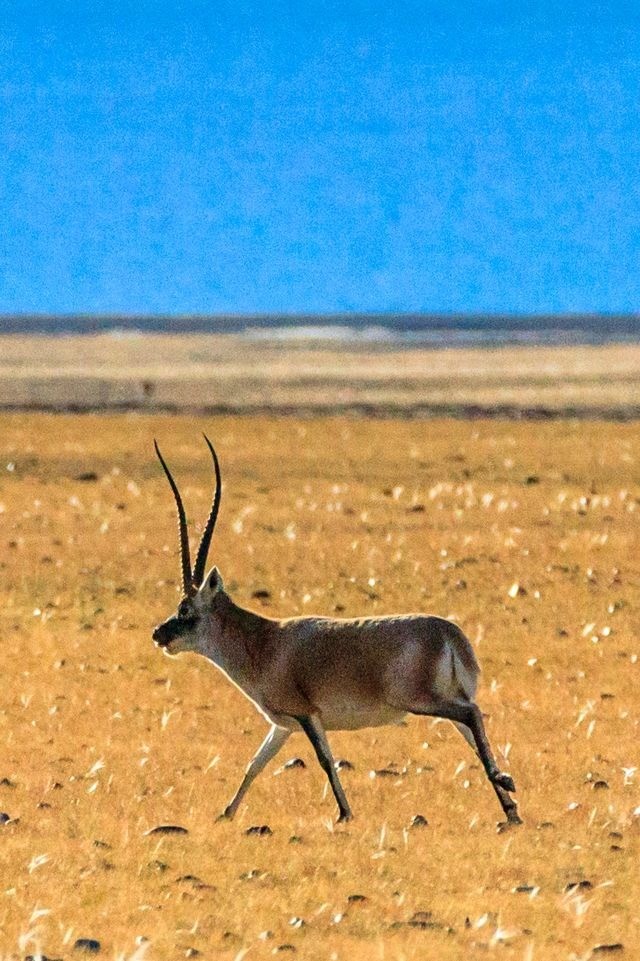 Shahtoosh quý hiếm và siêu đắt vì nó được làm từ lông bụng chiru, một loại linh dương đang được bảo tồn ở cao nguyên Tây Tạng. Ảnh: Internet