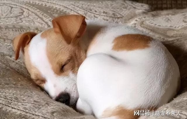 Tư thế ngủ của chó cưng chứng tỏ trong lòng chúng không có chủ nhân - Ảnh 1 Tư thế ngủ của chó cưng chứng tỏ trong lòng chúng không có chủ nhân - Ảnh 1