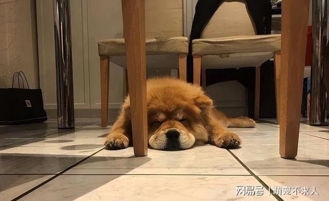 Tư thế ngủ của chó cưng chứng tỏ trong lòng chúng không có chủ nhân - Ảnh 3 Tư thế ngủ của chó cưng chứng tỏ trong lòng chúng không có chủ nhân - Ảnh 3