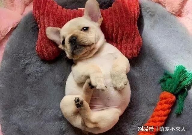 Tư thế ngủ của chó cưng chứng tỏ trong lòng chúng không có chủ nhân - Ảnh 4 Tư thế ngủ của chó cưng chứng tỏ trong lòng chúng không có chủ nhân - Ảnh 4