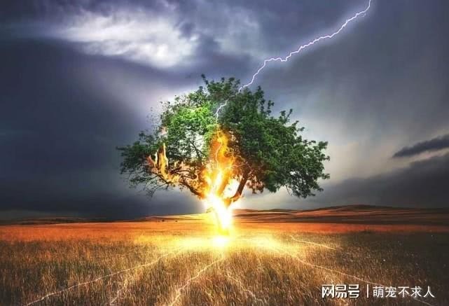 Sét đánh có thể khiến cây bốc cháy. Ảnh minh họa: Internet Sét đánh có thể khiến cây bốc cháy. Ảnh minh họa: Internet