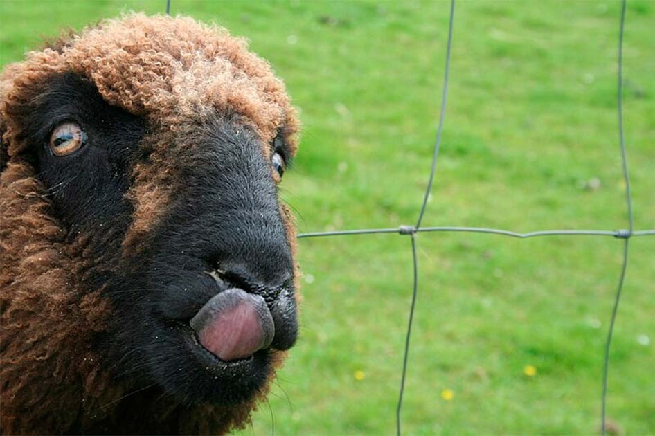 Ảnh minh họa: Internet