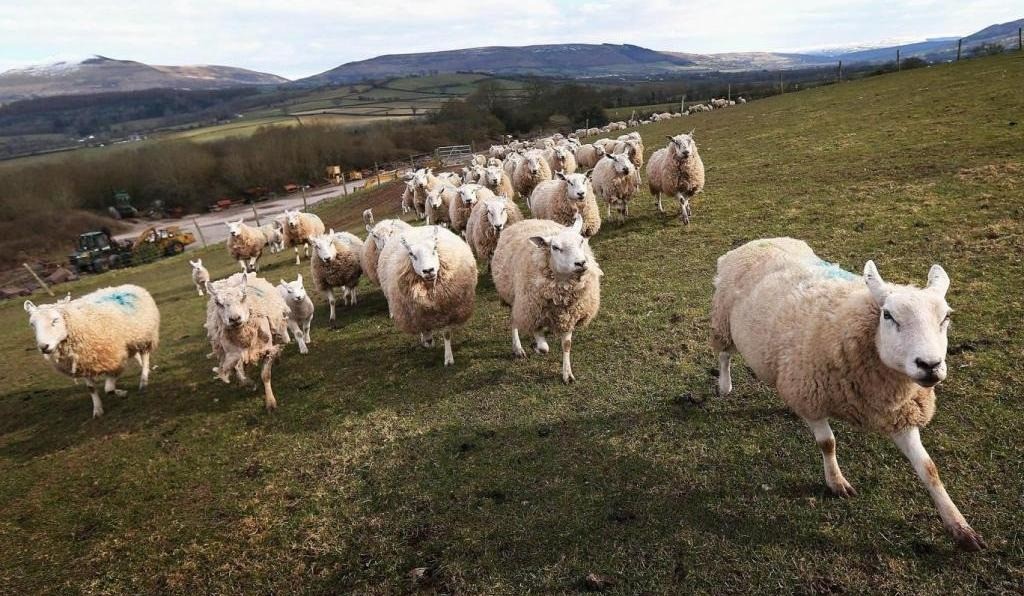 Ảnh minh họa: Internet